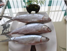 龍門水產(chǎn)品官網(wǎng)發(fā)布重磅加盟新聞，引領(lǐng)水產(chǎn)行業(yè)新浪潮